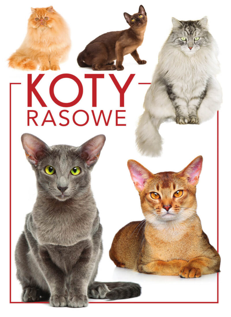 Koty rasowe